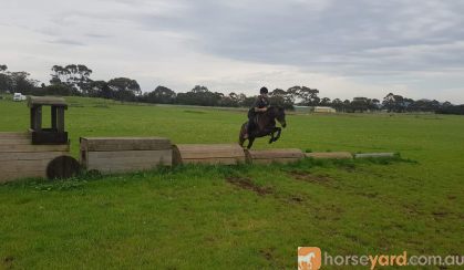 Flashy Riding Pony Gelding  on HorseYard.com.au