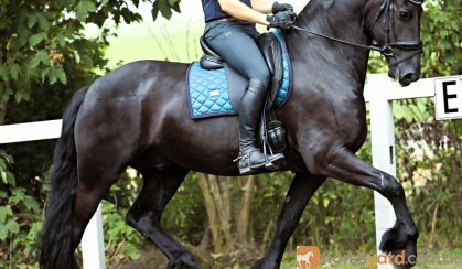 8 yrs old Year Old Friesian Gelding . on HorseYard.com.au