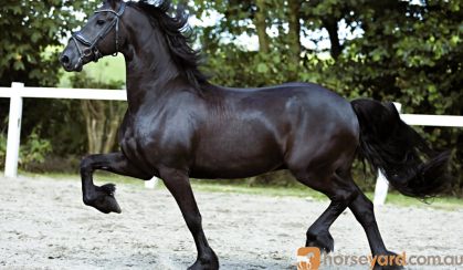 OLIVER 5 yrs old Year Old Friesian Gelding . on HorseYard.com.au