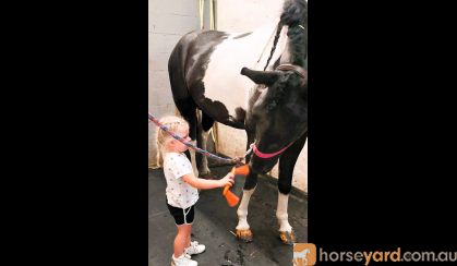 Heino 7 Year Old Friesian STER Gelding . on HorseYard.com.au