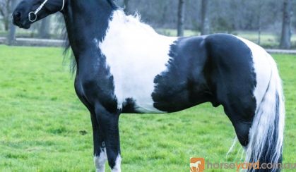 Heino 7 Year Old Friesian STER Gelding . on HorseYard.com.au