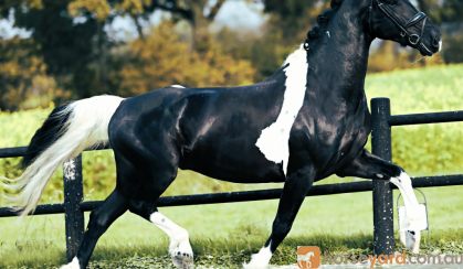 7 yr old Year Old Friesian Gelding . on HorseYard.com.au