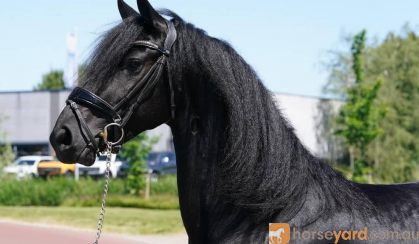 Sweet Beginner Friendly Friesian . on HorseYard.com.au