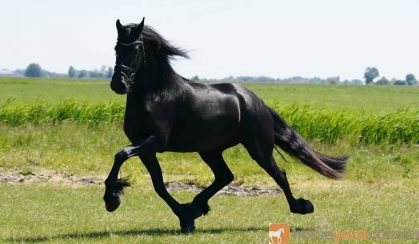 4 Years Old Friendly Friesian . on HorseYard.com.au