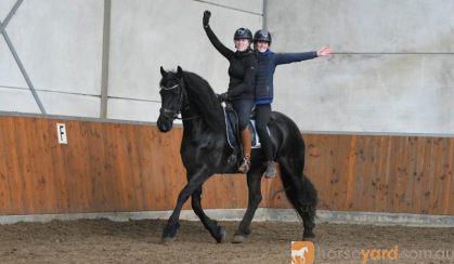 Black Friesian Mare on HorseYard.com.au