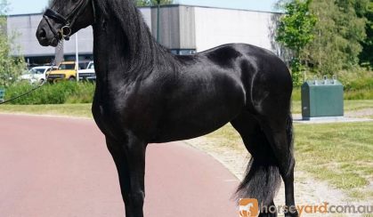 Healthy Beginner Friendly Friesian . on HorseYard.com.au