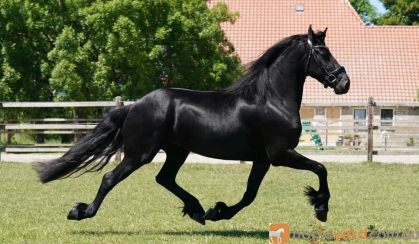 Lovely 4 Years Old Friendly Friesian . on HorseYard.com.au