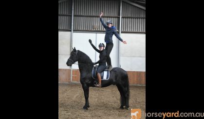 Good Looking Beginner Friendly Friesian Horse .  on HorseYard.com.au