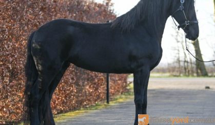 Good Looking Beginner Friendly Friesian . on HorseYard.com.au