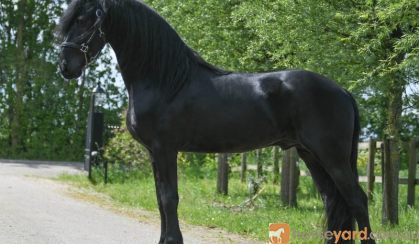 Cute Friesian Gelding Horse for sale . on HorseYard.com.au