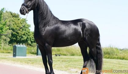 Dominic Friesian Sport Horse With Show Potential on HorseYard.com.au