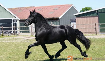 Stunning Freisian Mare.  on HorseYard.com.au