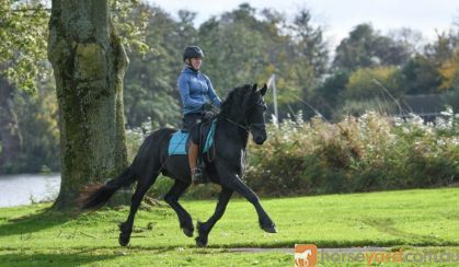 Super All Around Family/Children's Friesian Gelding . on HorseYard.com.au