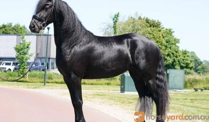 Smooth skin friesian gelding horse Koko on HorseYard.com.au