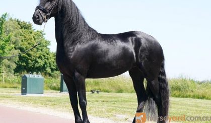 Soft touch smooth friesian gelding horse. Koko on HorseYard.com.au