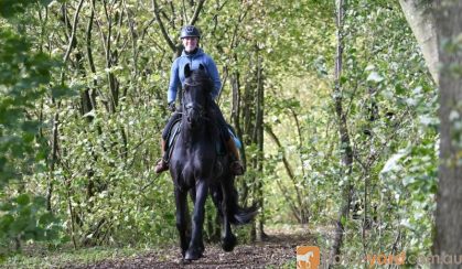 Heavenly Sent Friesian Gelding Horse. on HorseYard.com.au