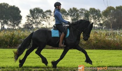 Big Alex friesian gelding horse. on HorseYard.com.au