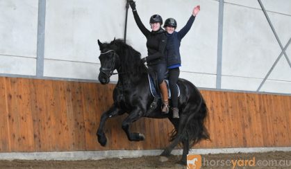 Cute Playday Friesian Gelding Horse. on HorseYard.com.au