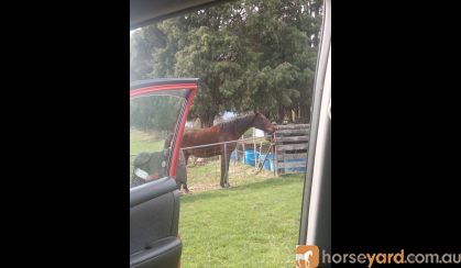 Horse for sale  on HorseYard.com.au