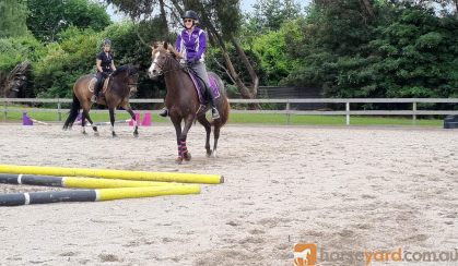 Chestnut pony mare on HorseYard.com.au