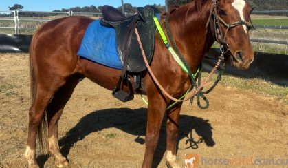 Nice loving little chestnut gilding on HorseYard.com.au