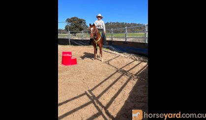 Nice loving little chestnut gilding on HorseYard.com.au