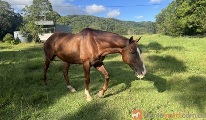 15 hh thoroughbred Geilding 11yrs old Chestnut with white markings on HorseYard.com.au