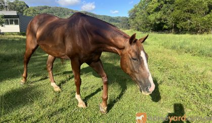 15 hh thoroughbred Geilding 11yrs old Chestnut with white markings on HorseYard.com.au