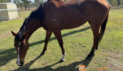 Off the track Mare 5 year old on HorseYard.com.au