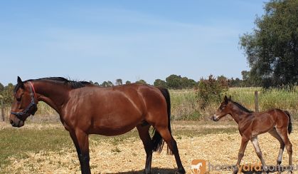 FREE LEASE*TROTTING BROODMARE*PROVEN BREEDER*READY NOW on HorseYard.com.au