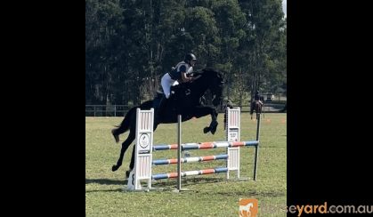 17.1hh Showjumper on HorseYard.com.au