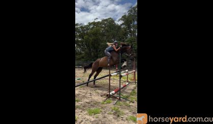 17.1hh Showjumper on HorseYard.com.au