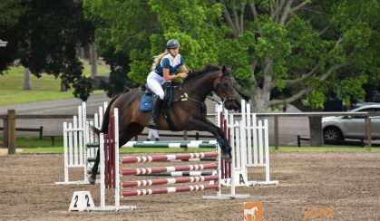 17.1hh Showjumper on HorseYard.com.au