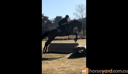 17.1hh Showjumper on HorseYard.com.au