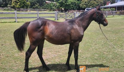 Quarab Filly on HorseYard.com.au