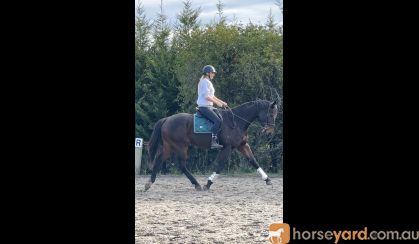 17.1hh Showjumper on HorseYard.com.au