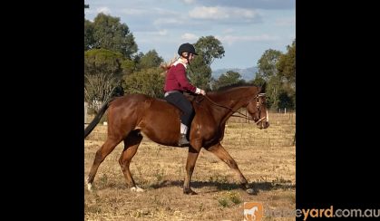 Beginner friendly 8 year old ott gelding thoroughbred on HorseYard.com.au