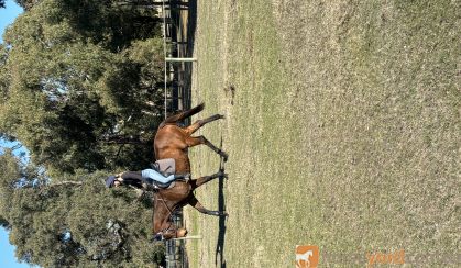 Henry on HorseYard.com.au