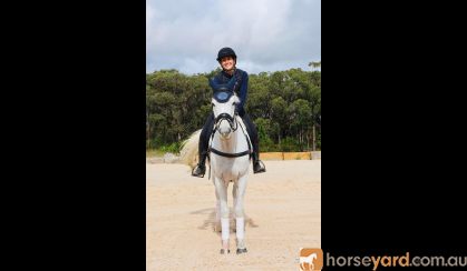 All rounder  on HorseYard.com.au