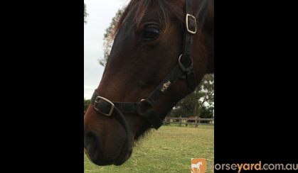 Quarab Filly on HorseYard.com.au