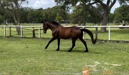 Roger 11yr old 16hh OTTB gelding on HorseYard.com.au