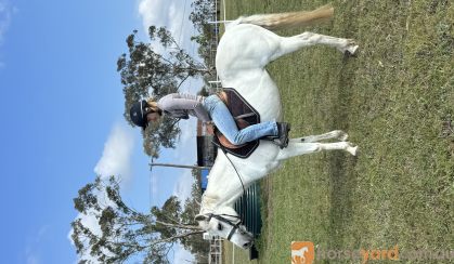 Bessie 13hh grey mare  on HorseYard.com.au