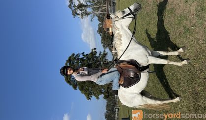 Bessie 13hh grey mare  on HorseYard.com.au