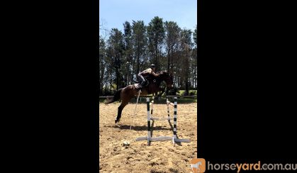 17.1hh Showjumper on HorseYard.com.au