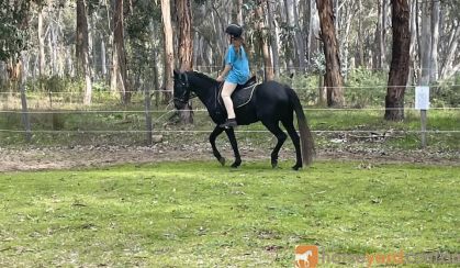 Beautiful Steel Grey registered Welsh X Aus pony on HorseYard.com.au