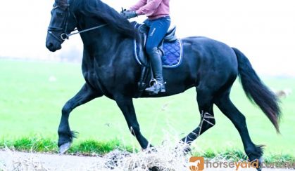 Lotte 5 yr old Year Old Friesian Mare . on HorseYard.com.au