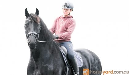 Lotte 5 yr old Year Old Friesian Mare . on HorseYard.com.au