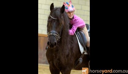 Maddox Is 5 yr old Year Old Friesian Gelding . on HorseYard.com.au