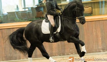 Maddox Is 5 yr old Year Old Friesian Gelding . on HorseYard.com.au