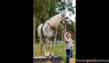 Arab x Welsh Gelding on HorseYard.com.au